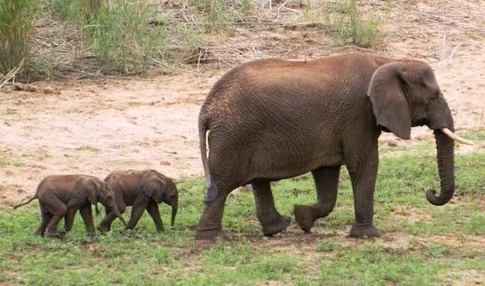  Voi. So với con người, loài voi có nhiều hơn con người hàng nghìn tỷ tế bào và có tuổi thọ cao hơn, nhưng chúng lại có tỷ lệ ung thư thấp hơn. Chỉ có 5% voi chết vì ung thư, trong khi ở con người, cứ 5 người mắc ung thư thì 1 người sẽ chết vì căn bệnh này.