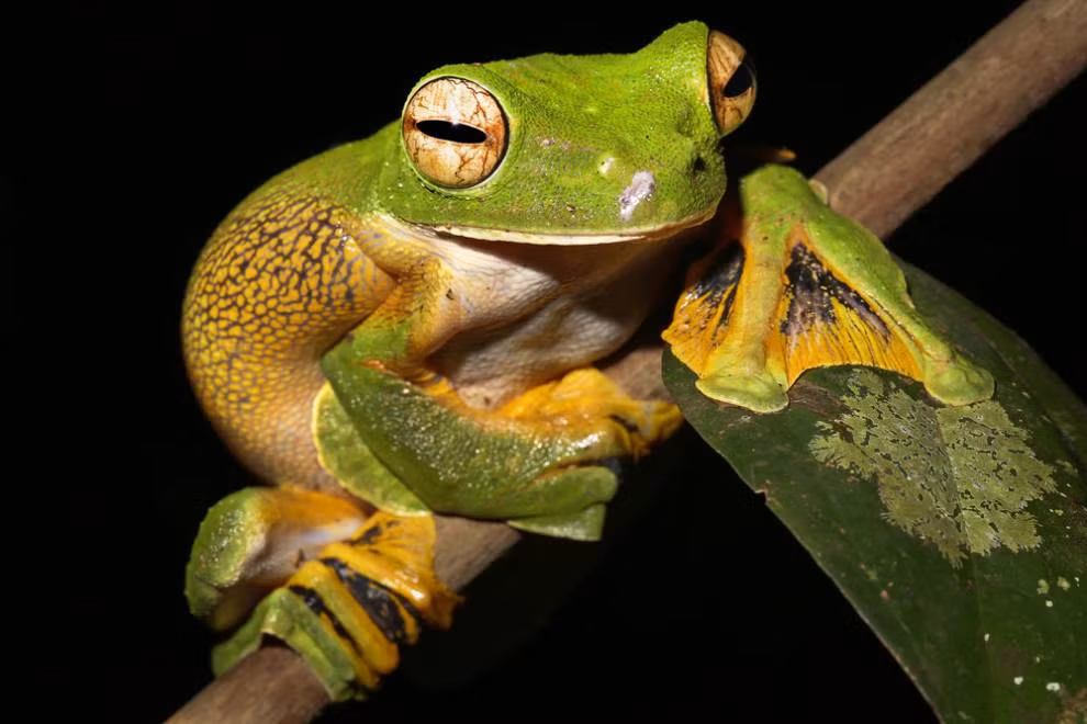 Ếch bay Wallace Ngoài màu sắc sặc sỡ, da trơn, đôi chân của ếch có một lớp màng rộng và mỏng, hoạt động như một chiếc dù giúp nó bay lượn cự ly ngắn từ nơi này qua nơi khác. Ngoài ra lớp màng này còn giúp nó bám chặt trên mọi địa hình. 