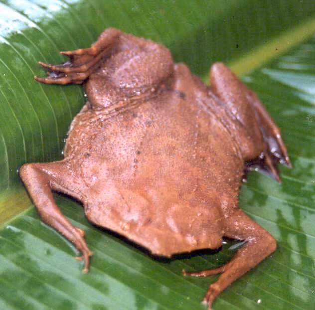 Ếch Suriname Loài động vật này có màu nâu sáng, cơ thể cực phẳng, đôi mắt cực kỳ nhỏ, không có lưỡi cũng không có răng, nó có hai xương trong cuống họng để săn mồi. 
