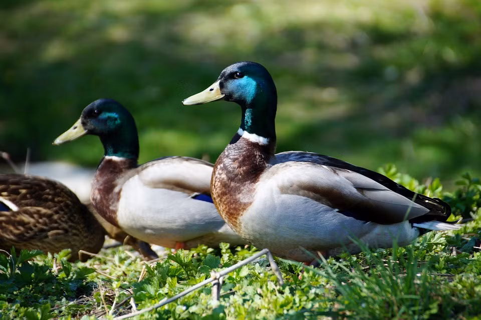 Con đực và con cái rất dễ phân biệt nhau thông qua màu của bộ lông, con đực có đầu màu xanh, vòng cổ trắng và ngực màu nâu, toàn thân có màu hơi xám. Con cái có bộ lông màu xám, ngoại trừ đôi cánh có màu tía. Nguồn: Soft Schools