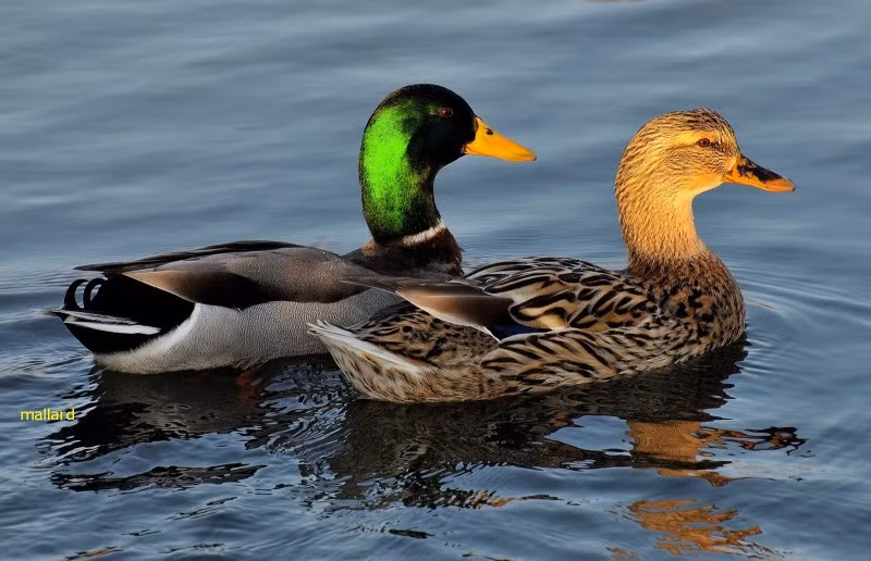 Thời gian giao phối của vịt cổ xanh diễn ra vào mùa xuân, con cái chỉ có duy nhất một bạn tình trong khi đó con đực thì có nhiều hơn. Con cái làm tổ trên mặt đất và đẻ từ 8-13 quả trứng có màu xanh xám. Giai đoạn trứng nở kéo dài từ 23-30 ngày. Nguồn: Soft Schools