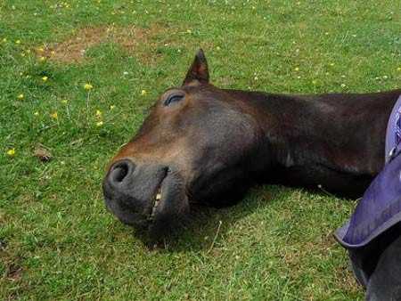 Loài ngựa thường biết đến với khả năng chạy tốc độ. Tuy nhiên, nếu bạn bắt gặp chúng khi đang ngủ, có thể bạn sẽ được lắng nghe...tiếng ngáy mà một số người ví von như tiếng sấm của chúng.