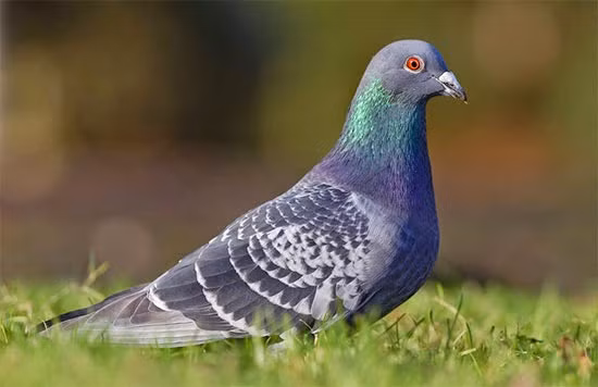  Chim bồ câu. Chim bồ câu là một trong số ít các loài vật có khả năng phát hiện ung thư vú ở người. Nó có thể tìm ra và nhận diện tế bào ung thư ác tính từ các mẫu sinh thiết hoặc ảnh chụp X-quang tuyến vú.