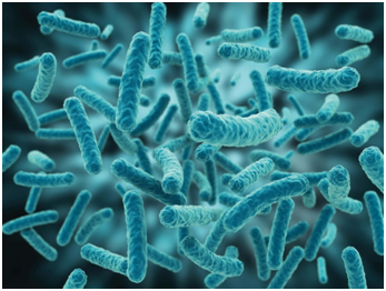 Probiotic đã được ứng dụng điều trị từ rất lâu trong nhiều trường hợp như: điều trị tiêu chảy do viêm dạ dày – ruột, dự phòng tiêu chảy tái phát do Clostridium difficile, điều trị và dự phòng tiêu chảy do sử dụng kháng sinh, điều trị cơn đau quặn bụng ở trẻ nhỏ…