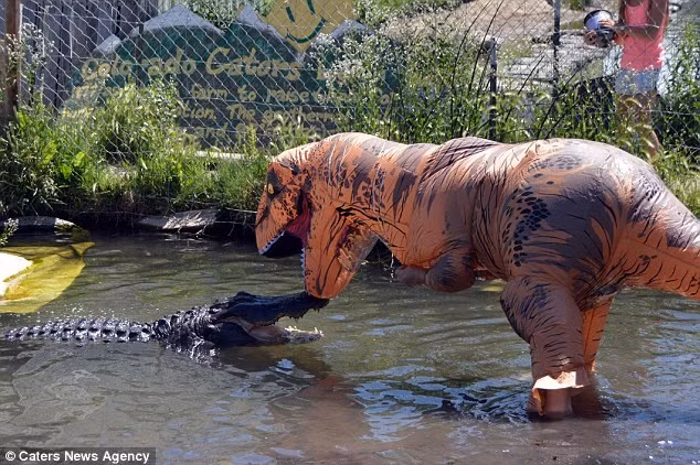 Jason McDonald sử dụng mồi nhử để thu hút sự chú ý của con cá sấu. 