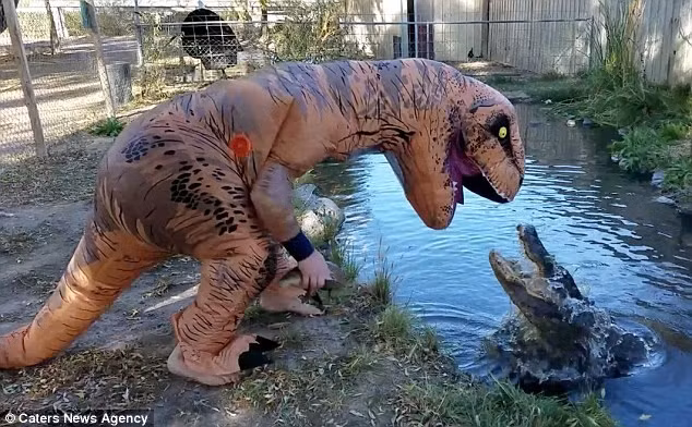 Nhân viên Jason McDonald 35 tuổi đã thừa nhận rằng, bộ trang phục khủng long bạo chúa khiến anh không thể nhìn rõ mọi thứ bên ngoài.