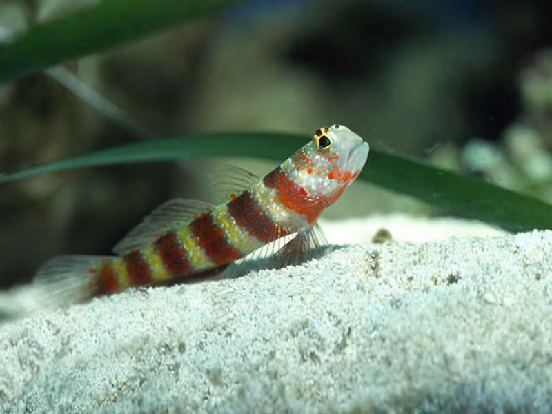 Cá bống là động vật sống ở tầng đáy. Chúng sử dụng chiếc vòi hút hình đĩa của mình để bám vào đá trên mặt biển hoặc để di chuyển theo phương thẳng đứng.