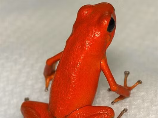 5. Ếch độc Mỗi năm ếch độc chỉ đẻ năm quả trứng. Ếch mẹ sẽ trông chừng cho tới khi trứng nở thành nòng nọc rồi cõng từng con nòng nọc lên một cái cây cao khoảng 30m, và tìm cho mỗi con nòng nọc một khoảng nước đọng trên lá cây, tạo cho chúng một môi trường sống an toàn và độc lập nhất. Êch mẹ con nuôi lũ nòng nọc bằng cách cho chúng ăn những quả trứng nó đẻ ra nhưng không nở được, trong khoảng thời gian từ 6-8 tuần. Vì thế những con nòng nọc sẽ lớn lên mà không phải ăn thịt lẫn nhau. Nguồn: animalplanet 