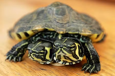  4. Rùa hai đầu. Con rùa hai đầu này đã được tìm thấy trong cửa hàng vật nuôi tại Kensington, Mỹ. Nhưng thật đáng tiếc sau đó nó đã bị đánh cắp. 