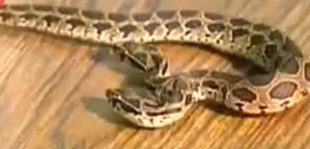  3. Trăn hai đầu. Con trắn này đã được tìm thấy trong vườn thú Colombo, SriLanka. Nó có thể ăn bằng cả hai đầu. 