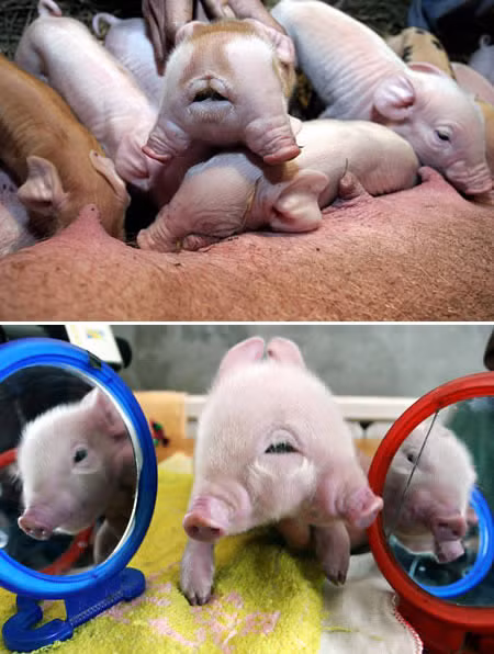  2. Lợn hai đầu. Điều kỳ lạ này xảy ra tại Trung Quốc. Tại thời điểm ra đời, chú lợn này nặng 1,5kg và có 2 miệng và 4 mắt. 