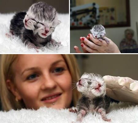  1. Mèo hai đầu. Có nhiều trường hợp mèo hai đầu đã được ghi nhận, nhưng đa số chúng đều nhanh chóng bị chết ngay sau khi sinh. Con mèo xám hai đầu màu xám và trắng này được sinh ra tại thành phố Perth, Australia. 