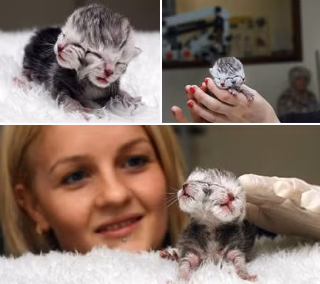  1. Mèo hai đầu. Có nhiều trường hợp mèo hai đầu đã được ghi nhận, nhưng đa số chúng đều nhanh chóng bị chết ngay sau khi sinh. Con mèo xám hai đầu màu xám và trắng này được sinh ra tại thành phố Perth, Australia. 