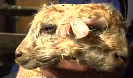  7. Cừu hai đầu. Nó đã được tìm thấy ở Iceland, nhưng nó đã không may mắn vì chết ngay sáng hôm sau khi được sinh ra.