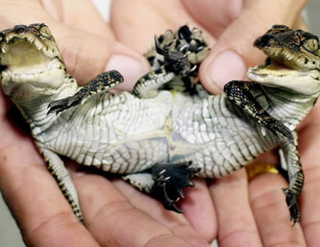  5. Cá sấu hai đầu. Chú cá sấu đã được sinh ra vào năm 2001 tại Thái Lan.