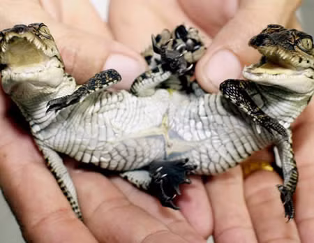  5. Cá sấu hai đầu. Chú cá sấu đã được sinh ra vào năm 2001 tại Thái Lan.