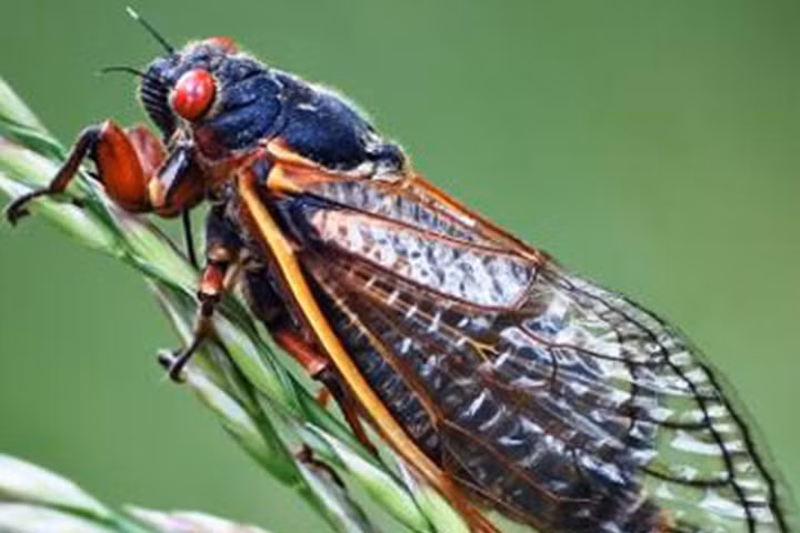  Ve sầu. Ve sầu xứng đáng giữ danh hiệu “loài côn trùng ồn ào nhất thế giới”. Ve sầu thường kêu inh ỏi vào mùa hè bằng cách chà xát chân vào nhau để tạo ra âm thanh. Mặc dù có tới 3.500 loài ve sầu trên thế giới nhưng số loài được đo áp suất âm thanh lại tương đối ít.