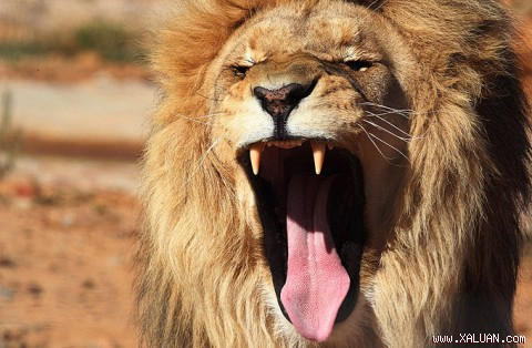  Sư tử. Tiếng gầm của sư tử có thể phát xa tới tận...8km. Sư tử đực gầm rú để chứng tỏ chúng nắm quyền thống trị, đe dọa đối phương và củng cố mối quan hệ bầy đàn. Nó là nỗi khiếp sợ đối với nhiều động vật khác, kể cả con người.