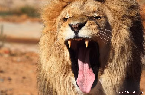  Sư tử. Tiếng gầm của sư tử có thể phát xa tới tận...8km. Sư tử đực gầm rú để chứng tỏ chúng nắm quyền thống trị, đe dọa đối phương và củng cố mối quan hệ bầy đàn. Nó là nỗi khiếp sợ đối với nhiều động vật khác, kể cả con người.