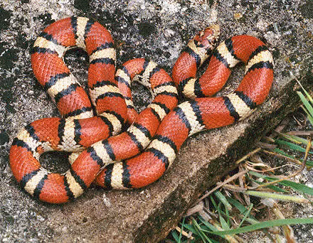 Không giống như nhiều loài rắn khổng lồ khác, rắn san hô không có răng nanh chắc và khỏe, vì vậy nó nhai con mồi với mục đích là để tạo ra độc tố.