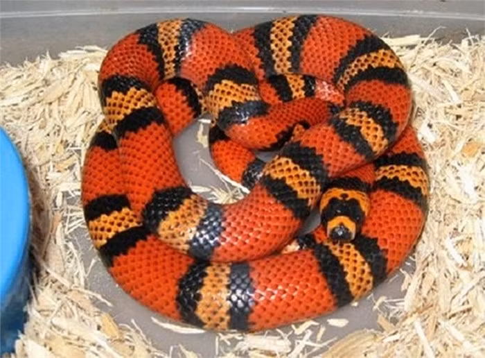 Rắn san hô là động vật ăn thịt, chúng ăn thịt cóc, chuột, côn trùng và thằn lằn và những loài chim nhỏ. Chúng ăn thịt cả những loài rắn khác kể cả rắn hổ mang.