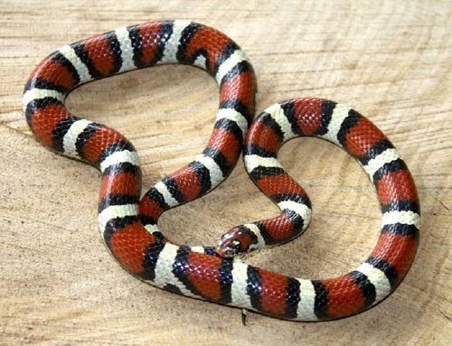 Chúng sống ở trong các hố đất và kênh hầm mà được đào bởi các loài động vật khác, đôi khi cũng tìm thấy chúng ở dưới các lá cây hoặc gốc cây.