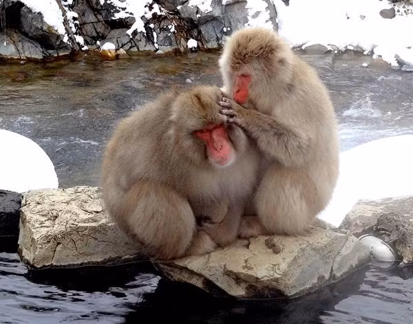 Tình cảm giữa những con khỉ tuyết trong đàn rất gắn bó. Chúng thường chải lông và bắt rận cho nhau những lúc rảnh rỗi.