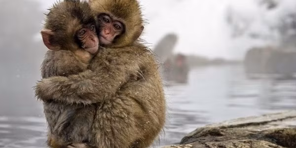 Mùa đông, khỉ tuyết xích lại gần nhau và ôm nhau để tránh bị mất nhiệt.