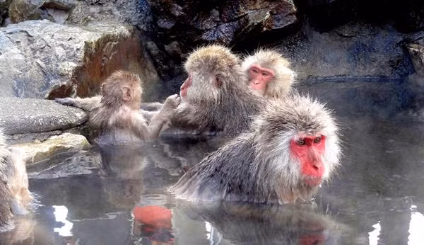 Khỉ tuyết được biết đến là một trong số những loài khỉ thông minh nhất. Chúng dễ dàng học hỏi mọi thứ, chia sẻ những kĩ năng và kĩ thuật săn mồi mới với đồng loại của mình. Khi loài khỉ tuyết thu gom các hạt ngũ cốc, chúng phải loại bụi bẩn ra khỏi các hạt này. Để làm được việc đó, chúng đổ các hạt ngũ cốc vào trong nước cho cát bụi lắng xuống và chờ đến cho đến khi các hạt ngũ cốc nổi lên trên bề mặt nước. Khi ấy, chúng sẽ nhặt hạt lên và ăn dễ dàng.