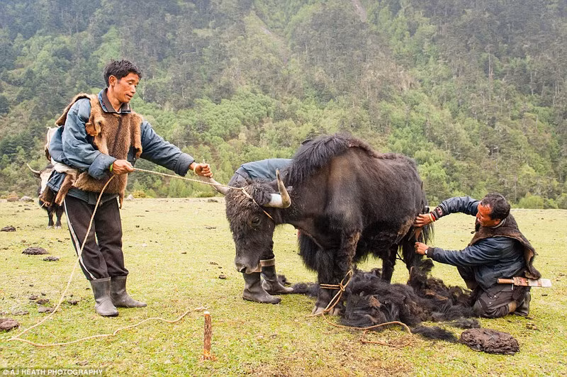 Người Brokpa xén lông bò theo mùa và chỉ những con bò đực đã bị thiến hoặc con cái mới bị xén lông. Lông của chúng được se để làm thành những bộ trang phục hàng ngày, lợp lều và làm mũ đội có khả năng tránh nước mưa.