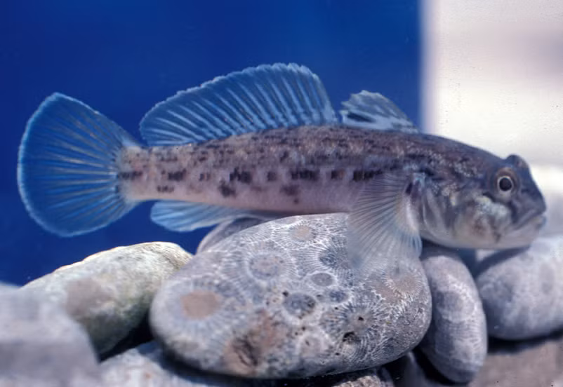 Mùa giao phối của cá bống phụ thuộc vào vị trí địa lý. Tuy nhiên, loài cá này thường giao phối vào mùa ấm. Con đực thống trị lãnh thổ và giao phối với 1 cặp cá cái. Con cái thường chọn những con đực to khỏe để giao phối vì đây là cách duy nhất đảm bảo số lượng trứng được thụ tinh được nhiều nhất.