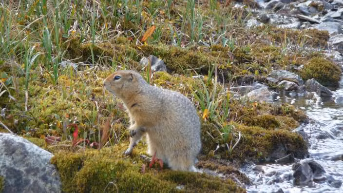 4. Sóc đất Bắc Cực Cùng với chuột lemmut và thỏ Bắc Cực thì sóc đất Bắc Cực cũng có tên trong danh sách những động vật chịu lạnh tốt nhất. Trước khi mùa đông đến, chúng đào những cái hang và gia cố bằng lông của bò xạ hương, lá cây và địa y. Khi ngủ, nhiệt độ cơ thể của nó giảm mạnh và nhịp tim cũng chậm lại. Sóc đất Bắc Cực có thể thích nghi với cái lạnh bằng cách rơi vào trạng thái thực vật. Thời gian ngủ đông của nó kéo dài tới 7 tháng. Nguồn: conservationinstitute