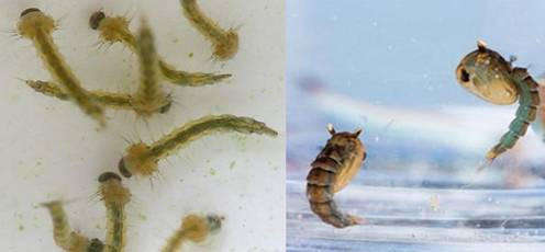 Bọ gậy (trái) là ấu trùng với cơ thể phủ nhiều lông. Còn loăng quăng (trái) là nhộng, giai đoạn chuyển tiếp giữa bọ gậy và muỗi với cơ thể cứng cáp và ít lông hơn. Cả bọ gậy và loăng quăng đều bơi bằng các chuyển động cơ thể.