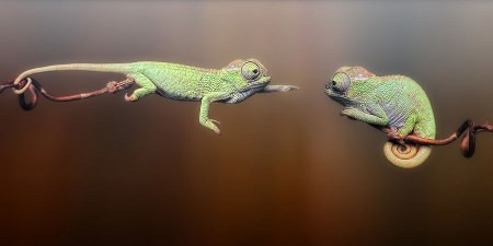 Thức ăn của tắc kè hoa là châu chấu, ve sầu, dế, bọ ngựa và sâu.