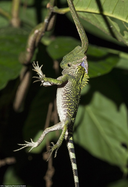 Tắc kè hoa giữ trứng trong tổ dưới đất. Số lượng trứng phụ thuộc vào từng loại tắc kè, dao động từ 6 - 24 quả. Thời gian trứng nở cũng khác nhau, từ 6 tháng đến 2 năm. Một số loài tắc kè thì giữ trứng trong dạ con của nó cho đến khi trứng nở. Tắc kè con nhìn như phiên bản “nhí” của tắc kè trưởng thành và nó có thể sống tự lập ngay từ giây phút được sinh ra. Tắc kè hoa có 2 -3 ngón ở mỗi chân giúp chúng bám chắc vào các cành cây trong khi di chuyển. Chúng cũng sử dụng chiếc đuôi của mình để bám vào cành cây khi di chuyển và giữ thăng bằng khi cần thiết