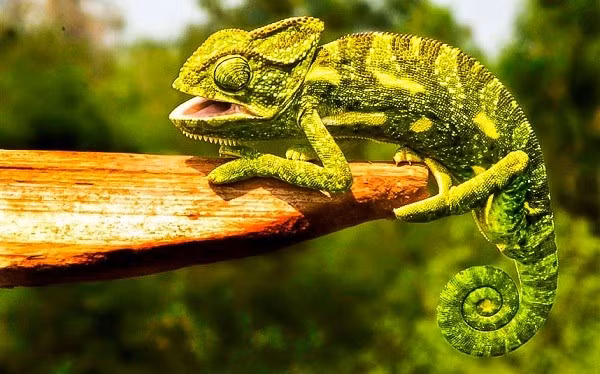  Tắc kè hoa có 2 -3 ngón ở mỗi chân giúp chúng bám chắc vào các cành cây trong khi di chuyển. Chúng cũng sử dụng chiếc đuôi của mình để bám vào cành cây khi di chuyển và giữ thăng bằng khi cần thiết.