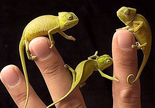 Một đặc điểm khác cũng ấn tượng không kém của tắc kè hoa là chiếc lưỡi dài và dính để bắt côn trùng. Chiếc lưỡi tắc kè hoa có thể dài gấp 1,5 - 2 lần chiều dài cơ thể nó. Chiếc lưỡi này được phóng ra với tốc độ kinh hoàng: chỉ mất 0,07 giây để lưỡi của nó chạm tới con mồi.