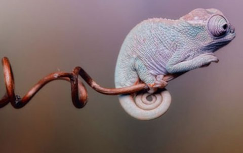 Đặc điểm nổi tiếng nhất của tắc kè hoa là khả năng thay đổi màu sắc. Nhiều người nghĩ rằng tắc kè hoa thay đổi màu sắc để hòa lẫn vào môi trường nhưng thực chất, thay đổi màu sắc là kết quả của thay đổi tâm trạng, nhiệt độ, độ ẩm và ánh sáng trong môi trường sống của chúng.