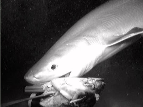 Cá mập 6 mang di chuyển chậm chạp nhưng đạt tốc độ khá cao khi săn mồi. Thức ăn của chúng bao gồm động vật thân mềm, động vật giáp xác, một số loài có xương sống và các loài cá khác như cá cơm, cá hồi Thái Bình Dương, cá tuyết hay cá ngừ.