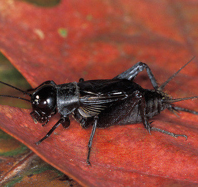  Dế. Ít ai ngờ rằng loài côn trùng bé nhỏ này lại biểu tượng của sự an toàn và bảo vệ ở nhiều nước châu Á. Còn tại Trung Quốc, dế từ xưa đã được coi là biểu tượng của sự khôn ngoan và thịnh vượng. Ở một số nơi, dế còn là biểu tượng của sự tái sinh.