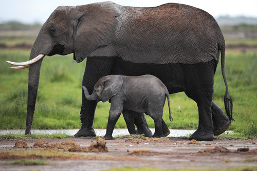  Voi. Voi là con vật to lớn mạnh mẽ, là biểu tượng của sự giàu có và may mắn. Trong phong thủy, voi là con vật linh thiêng, nếu bày tượng voi trong nhà thì vận nhà được bình ổn, người trong nhà làm ăn thuận lợi.