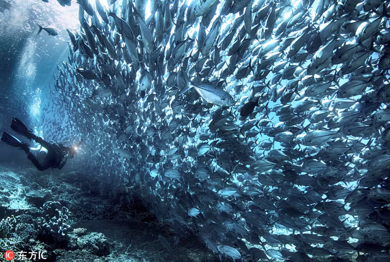 Tờ Huanqiu đưa tin, nhiếp ảnh gia Franco Tulli đã ghi lại bộ ảnh bức tường cá khổng lồ tại Malaysia. 