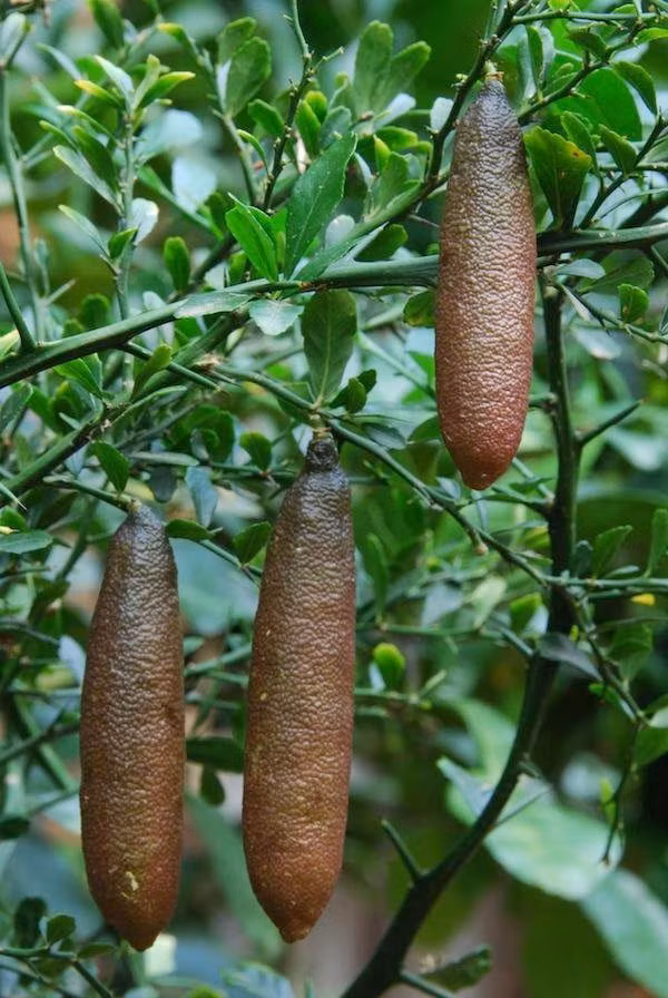  Chanh ngón tay là loài chanh bản địa của nước Úc, mọc trong những cánh rừng mưa ven biển phía đông. Loài cây này có nhiều gai, lá nhỏ, kháng sâu bệnh tốt nên chăm sóc cực kỳ đơn giản.