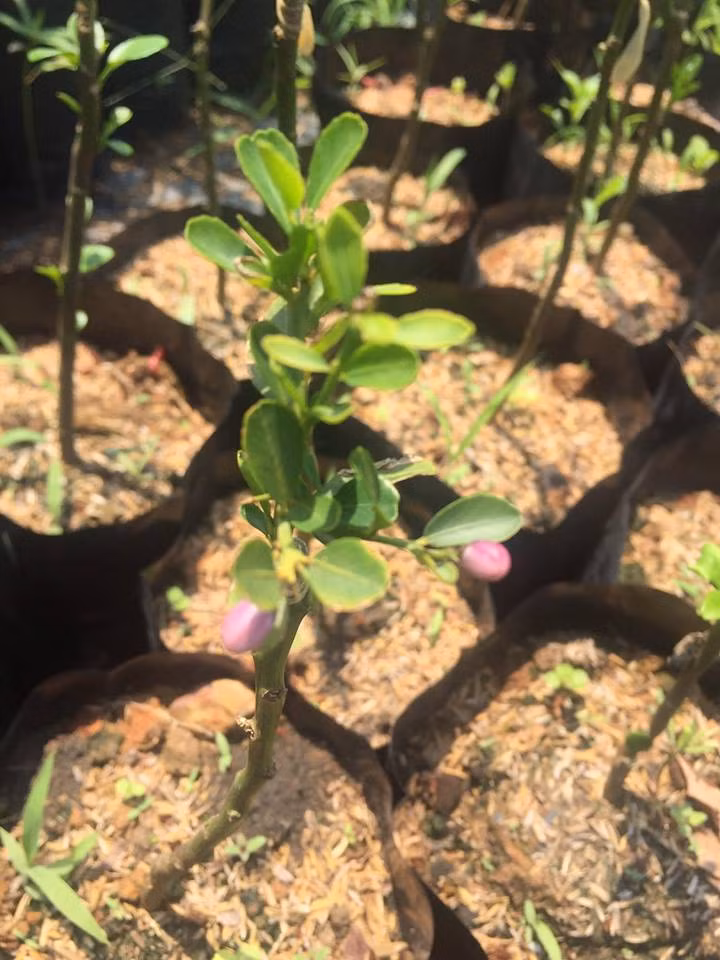 Chanh bình thường ở Việt Nam giá chỉ 25.000-30.000 đồng/kg trong khi loại chanh ngón tay này có giá ít nhất 280 USD/kg và rất khan hàng. Cây giống chanh ngón tay được nhiều người hỏi đặt mua với giá 400.000 đồng/kg và giá một hạt giống là 50.000 đồng.