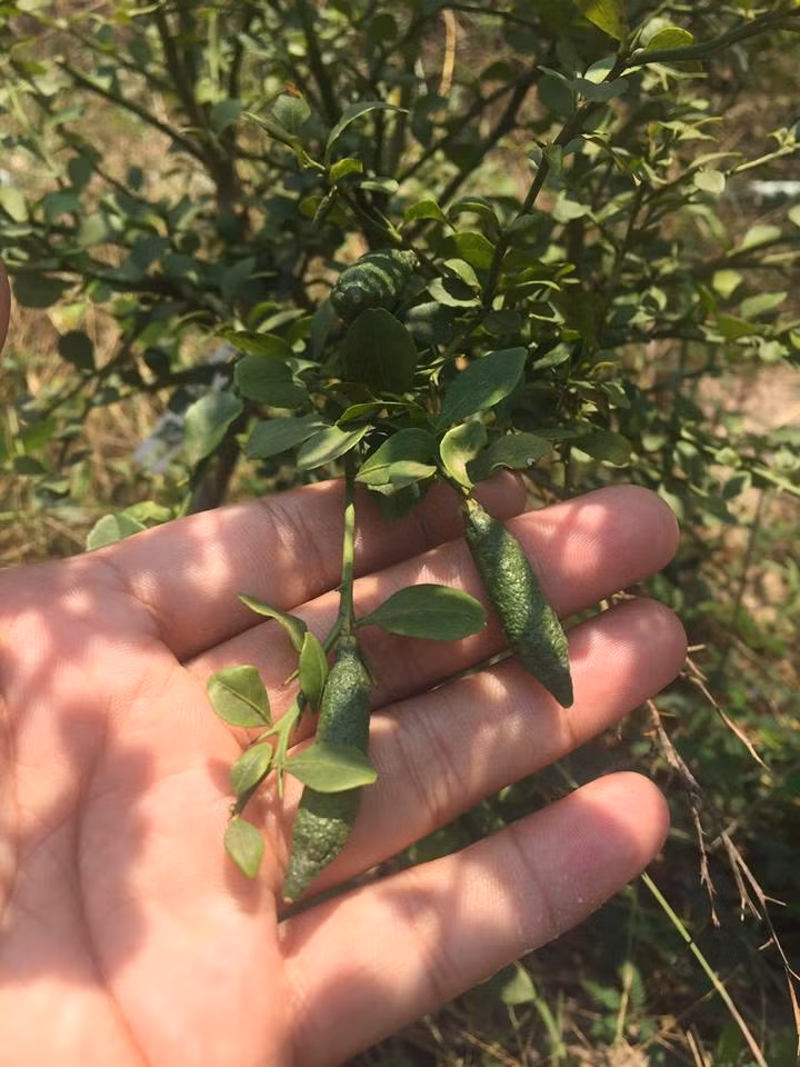 Hiện giống chanh này ngày càng được nhân rộng nhờ mang lại giá trị kinh tế cao. Một số nhà vườn tại Đà Lạt, Việt Nam cũng bắt đầu nhập giống và thử trồng loại trái cây này.