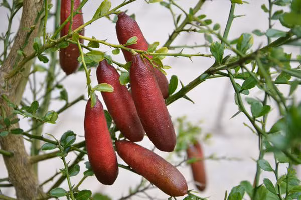 Chanh ngón tay có khả năng làm giảm đến 50% nguy cơ ung thư dạ dày, vòm họng ở người, giúp ngăn ngừa nếp nhăn, quá trình lão hóa và có thể chữa lành các vấn đề liên quan đến mụn trứng cá một cách hiệu quả.