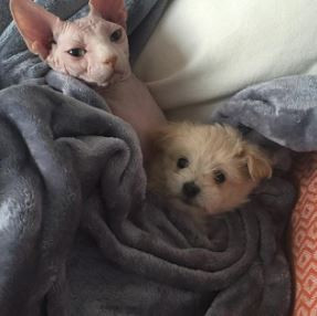 Botox và Lulu thưởng thức một số giây phút thư thái nhẹ nhàng tại nhà của họ ở New York. 