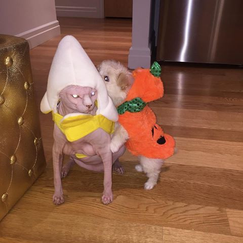 Botox và Lulu trong trang phục đón lễ hội Halloween mới đây.