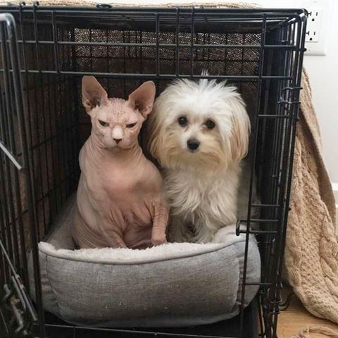 Cặp đôi hài hước thậm chí có tài khoản Instagram của mình với hơn 2.500 người theo dõi.