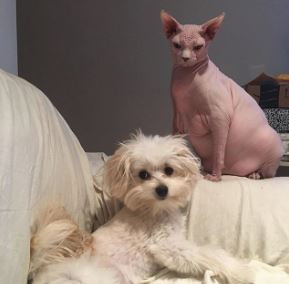 Tình bạn vượt giới hạn giống loài của chúng đã khiến chính con người chúng ta phải ngưỡng mộ.